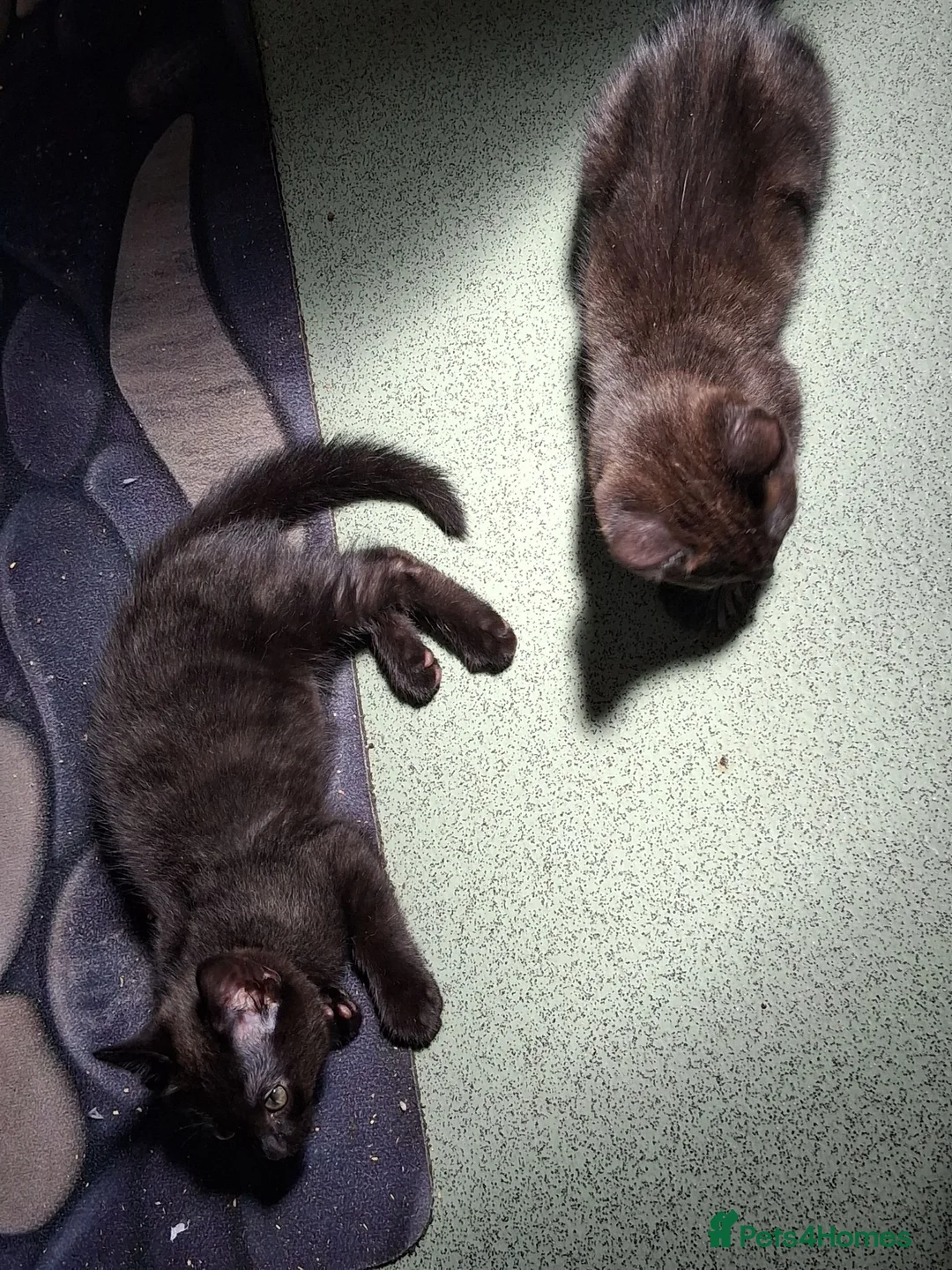Mixed Breed cats for sale: Stunning kitten boys in Willenhall - Advert 2