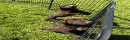Labrador Retriever dogs for sale: KC chocolate Labrador puppies for sale - Advert 14