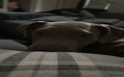 Mixed Breed dogs for sale: Cookie needs a new home  - Advert 3