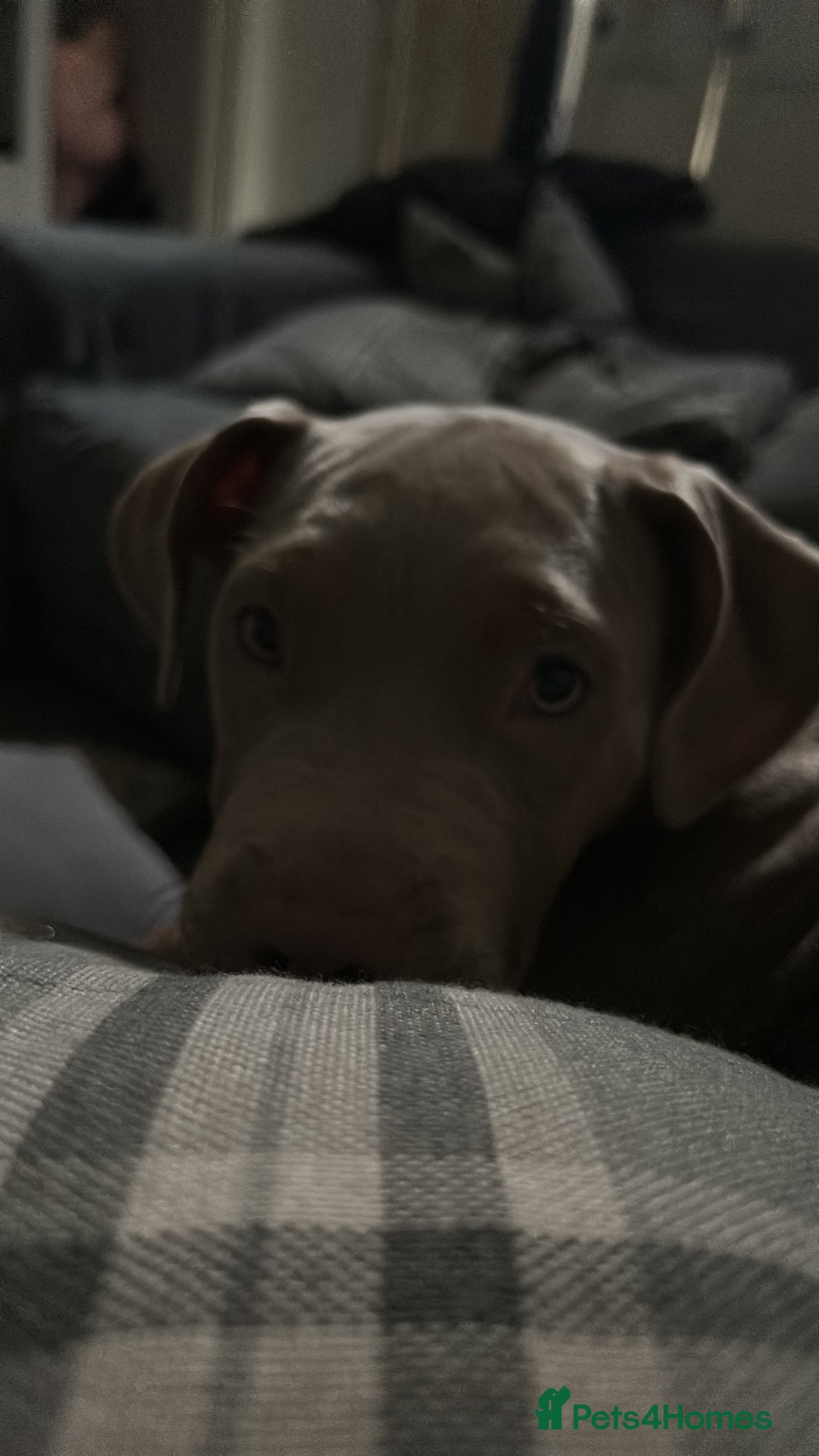 Mixed Breed dogs for sale: Cookie needs a new home  - Advert 3