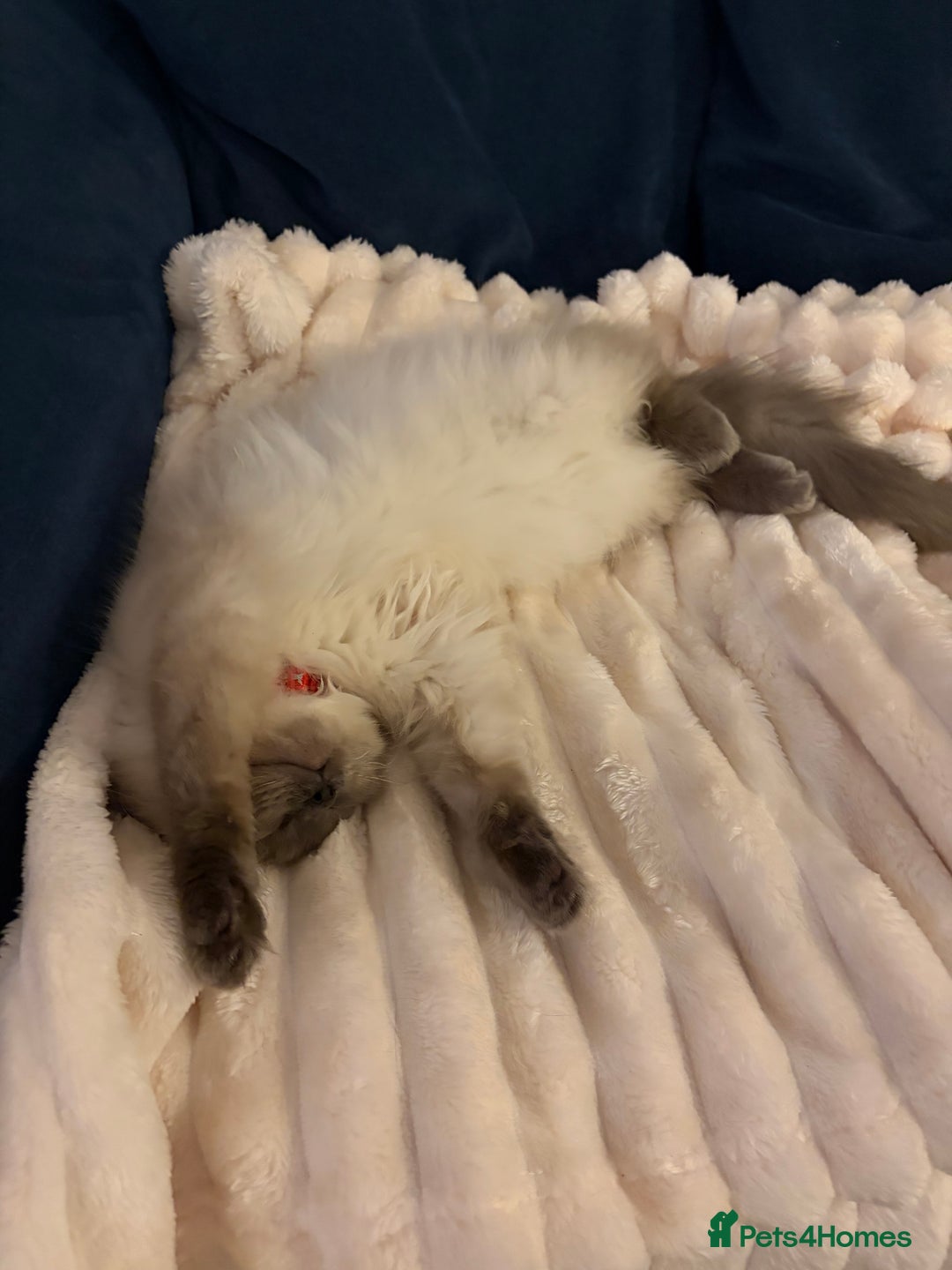 Ragdoll cats for sale: Ragdoll - Advert 4