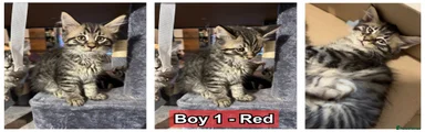 Boy 1 - Red