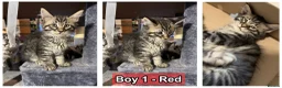 Maine Coon cats for sale: 6 Gorgeous Maine Coon Cross Kittens Available Now! - Advert 13