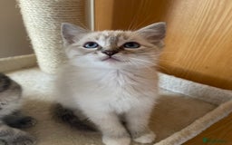 Ragdoll cats for sale: Rehoming this handsome Ragdoll male cross tabby - Image 8