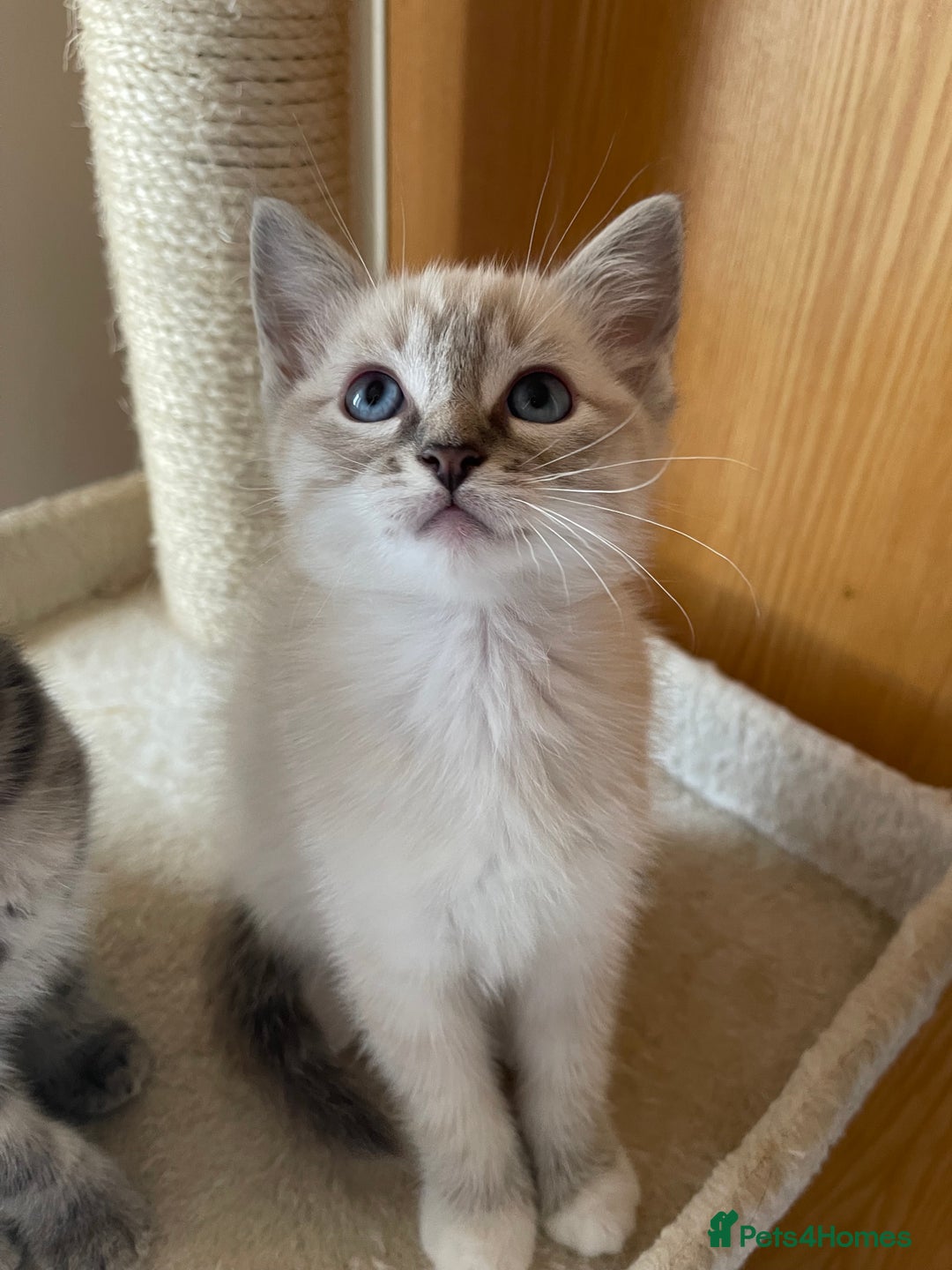 Ragdoll cats for sale: Rehoming this handsome Ragdoll male cross tabby - Image 8