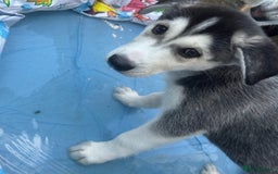Siberian Husky dogs for sale: Lovely husky puppies, ready for new homes on 25/8 - Image 18