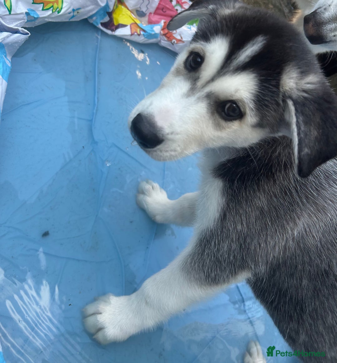 Siberian Husky dogs for sale: Lovely husky puppies, ready for new homes on 25/8 - Image 18