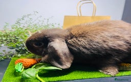 Mini Lop rabbits for sale: Beautiful pure bred Mini Lops  - Image 20