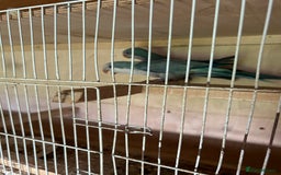 Parakeets birds for sale: Quaker parakeet  - Image 9