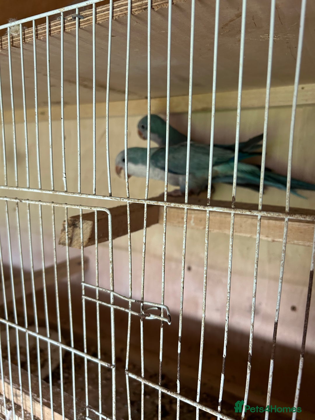 Parakeets birds for sale: Quaker parakeet  - Image 9