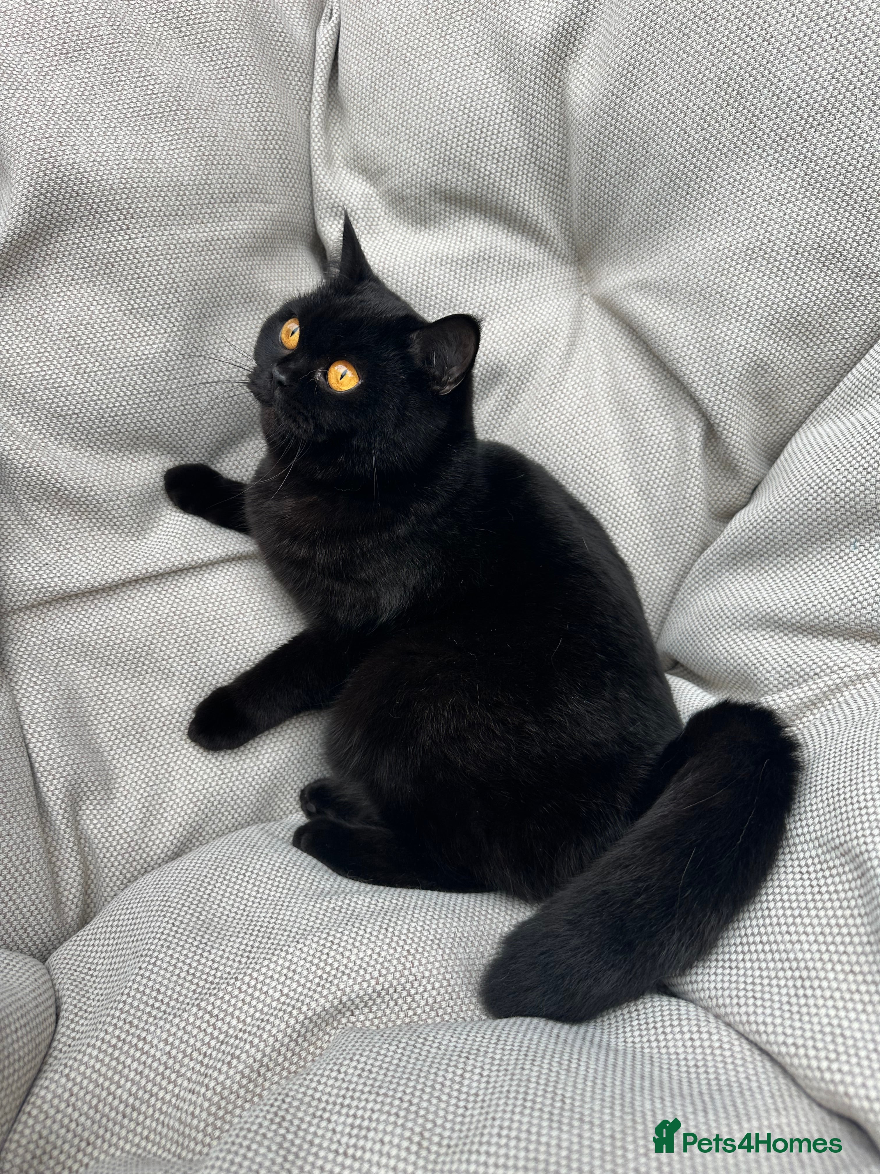 British Shorthair cats British Shorthair Chunky kittens - Advert 3