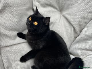 British Shorthair cats British Shorthair Chunky kittens - Advert 1