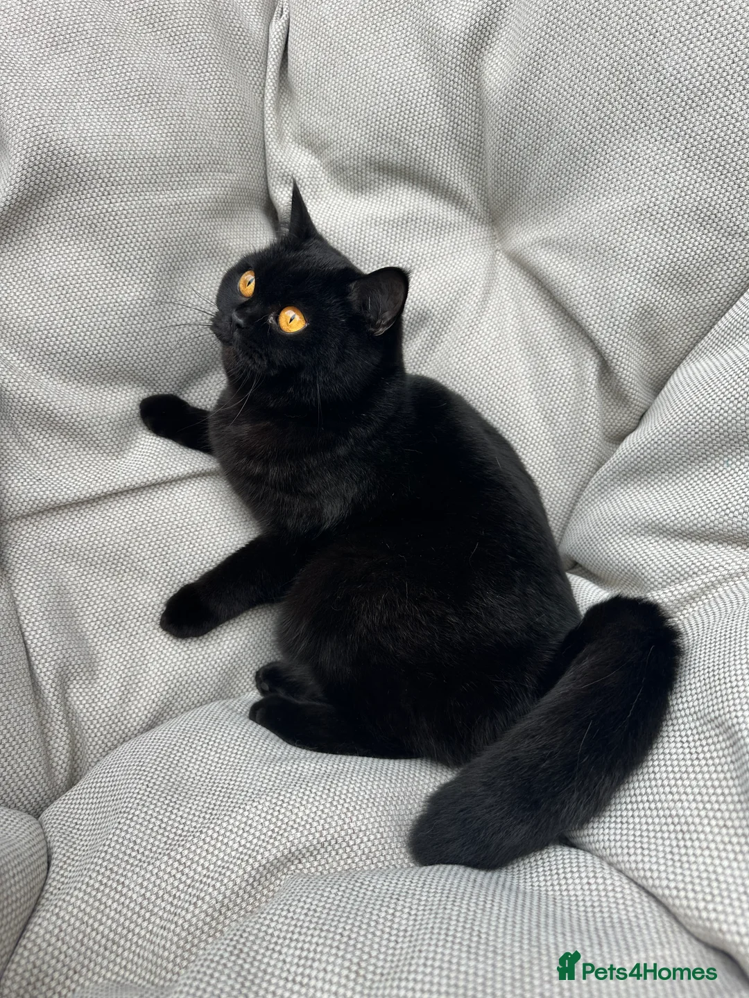 British Shorthair cats for sale: British Shorthair Chunky kittens - Advert 1