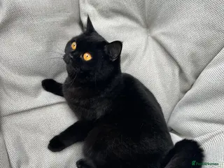 British Shorthair cats British Shorthair Chunky kittens - Advert 16