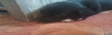 Mixed Breed 3