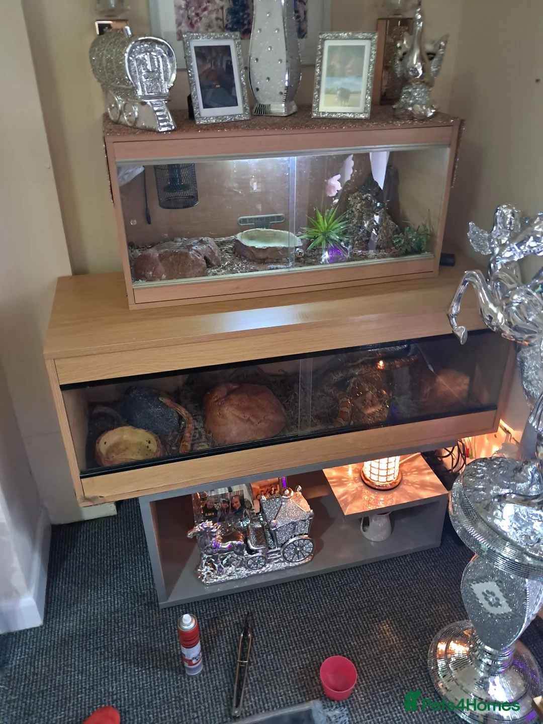 Corn Snake reptiles for sale: Corn snake full set up  - Advert 1