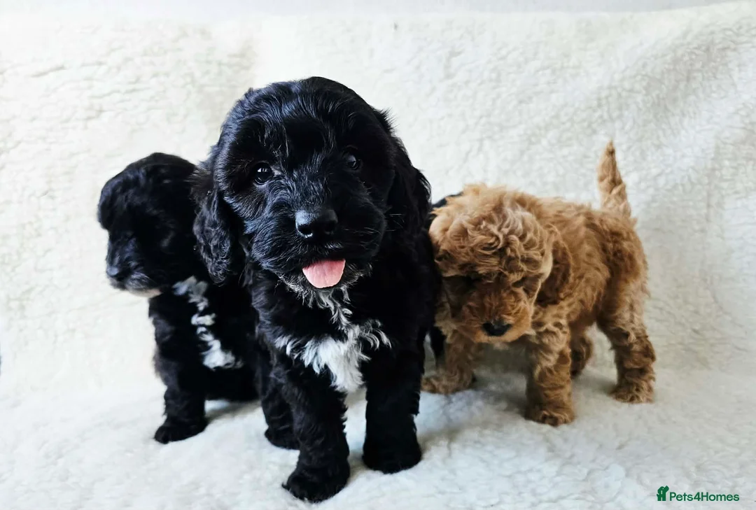 Cockapoo dogs for sale: F2 show cockapoo puppies 2 girls READY NOW - Advert 1