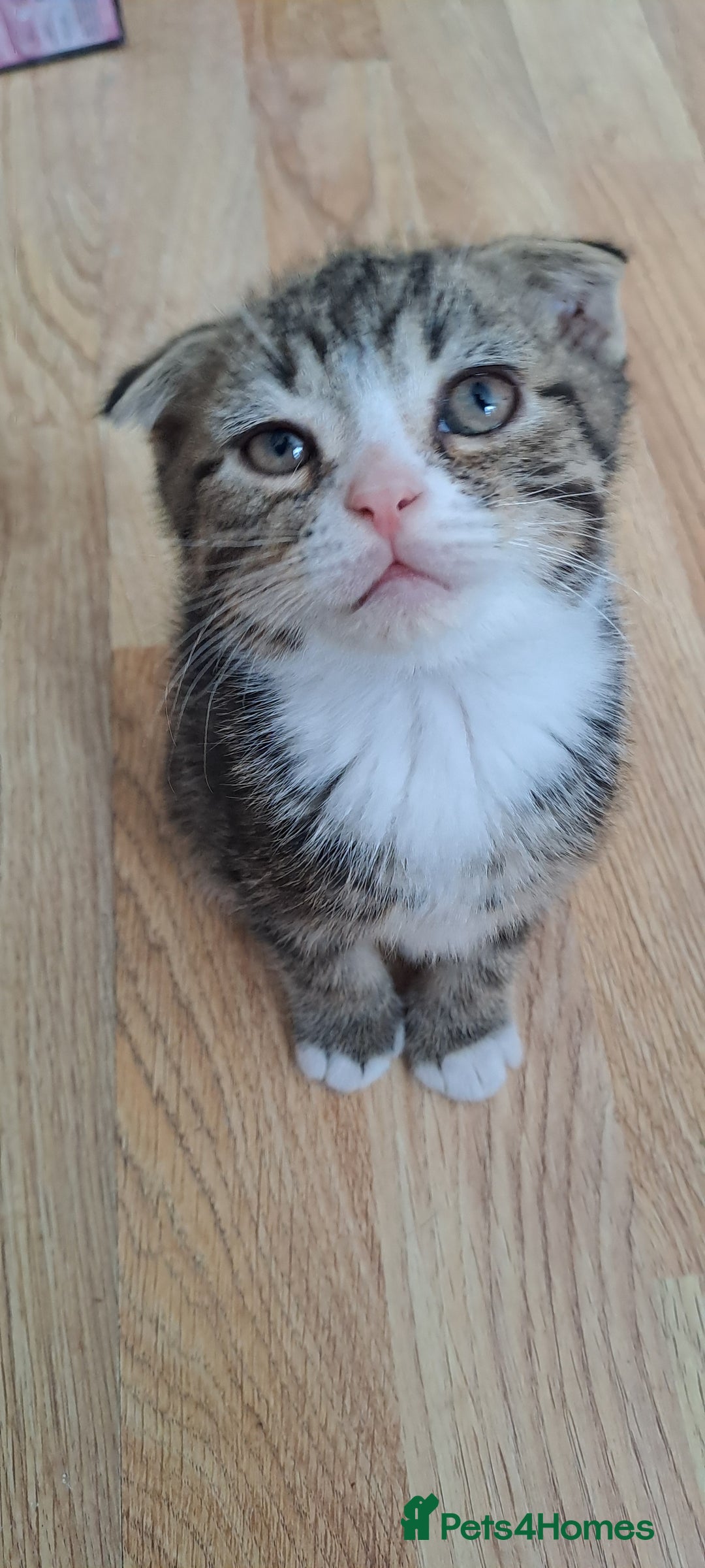 Scottish Fold cats for sale: Scottish fold/straight kittens and their mum - Image 7