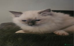 Ragdoll cats for sale: Ragdoll Kittens  - Image 6
