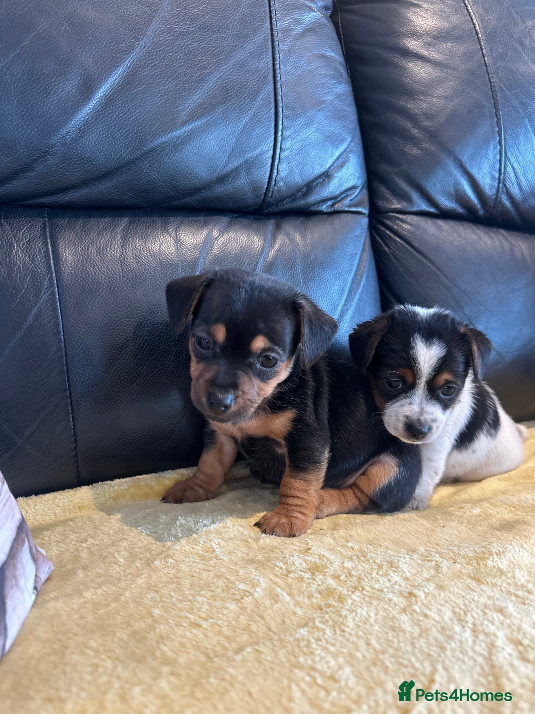 Jack Russell dogs for sale: READY NOW Short legged Jack Russell’s  - Image 8