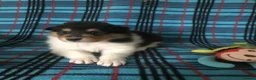 Rough Collie dogs for sale: Top Healthy Puppies, clear DNA CEA-DM-MDR1, PRA - Advert 3