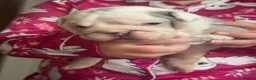 English Bulldog dogs for sale: English bulldog puppies - Advert 7