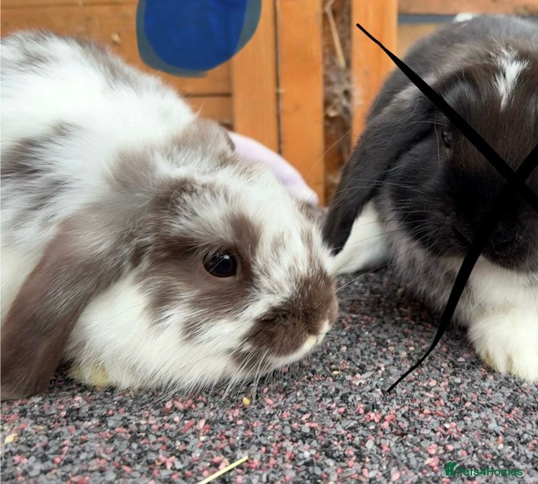 Mini Lop rabbits for sale: 1 Male baby rabbit ready to go now  - Image 3