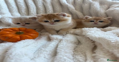 British Shorthair cats - Advert 3