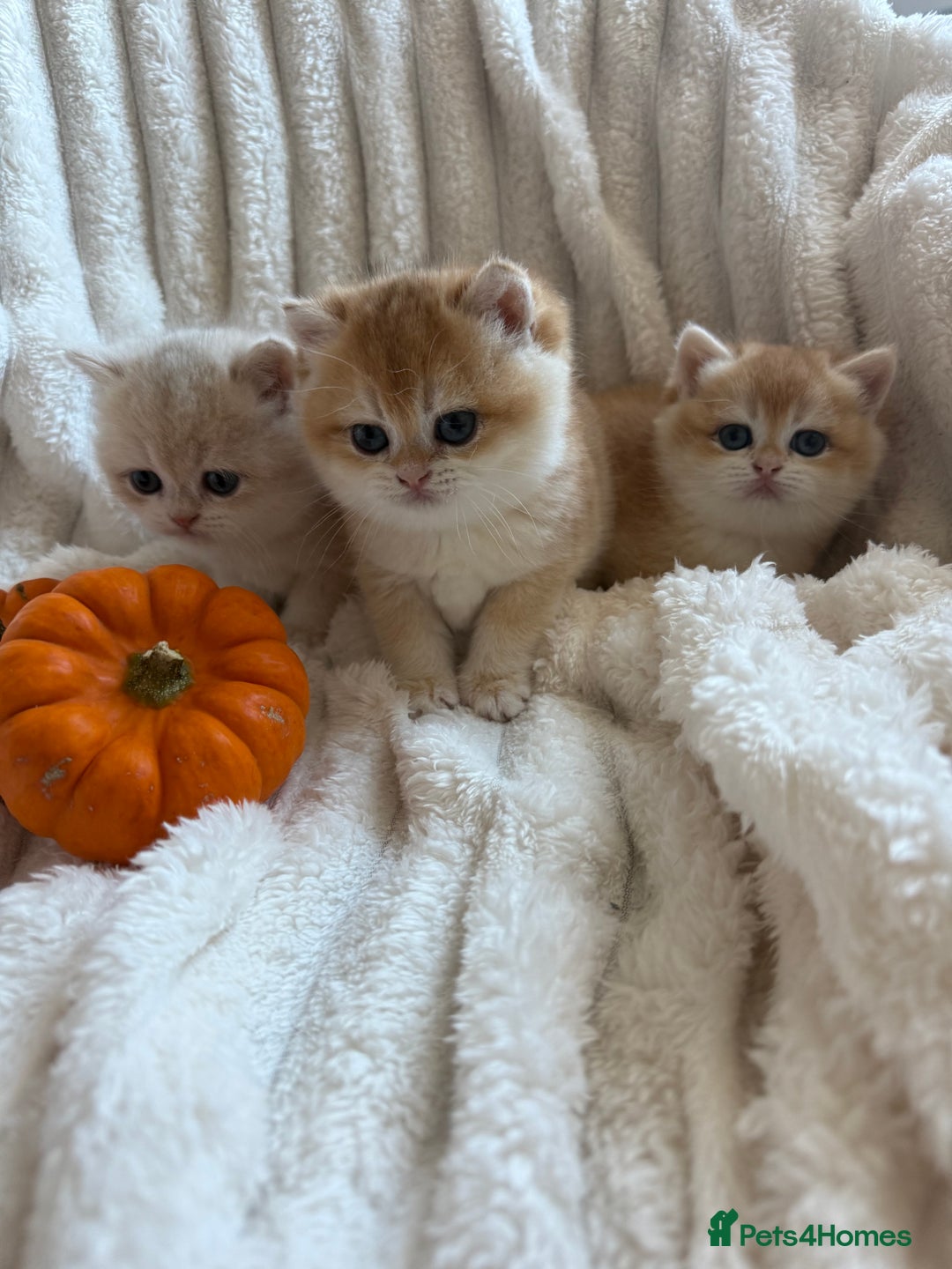 British Shorthair cats for sale: 🧡Exceptional golden British Shorthair🧡 - Image 3