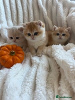 British Shorthair cats - Advert 3