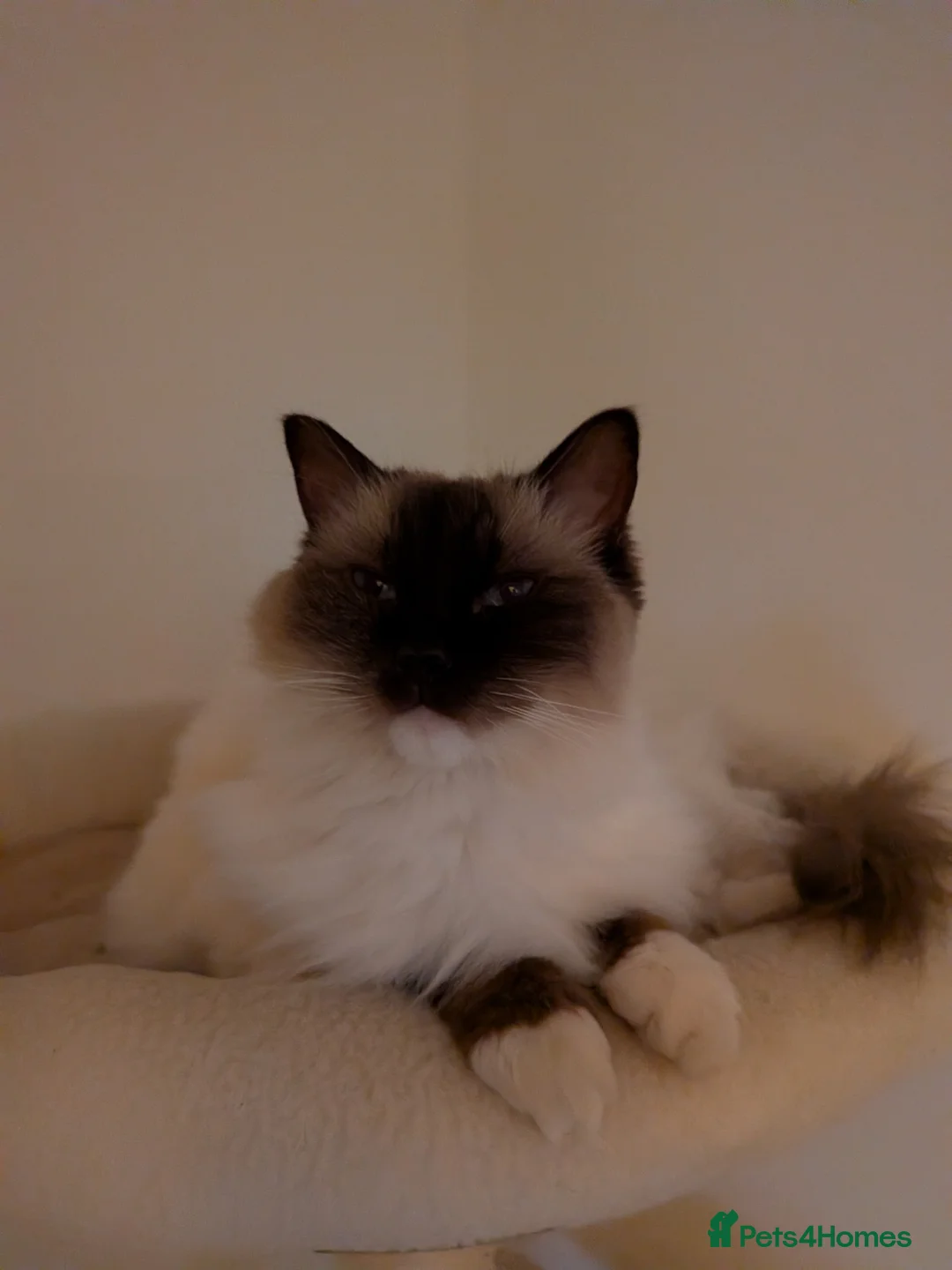 Ragdoll cats for sale: Lovely female ragdoll in Southampton - Advert 2