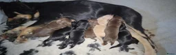 Mixed Breed dogs for sale: Field spaniel cross puppies kc Activity registered in Irvine - Advert 10