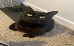 Mixed Breed cats for sale: Forever home required  - Image 1