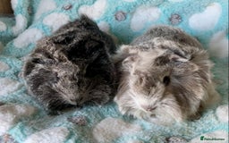 Guinea Pig rodents for sale: Beautiful baby Longhaired Peruvian boys  - Advert 3