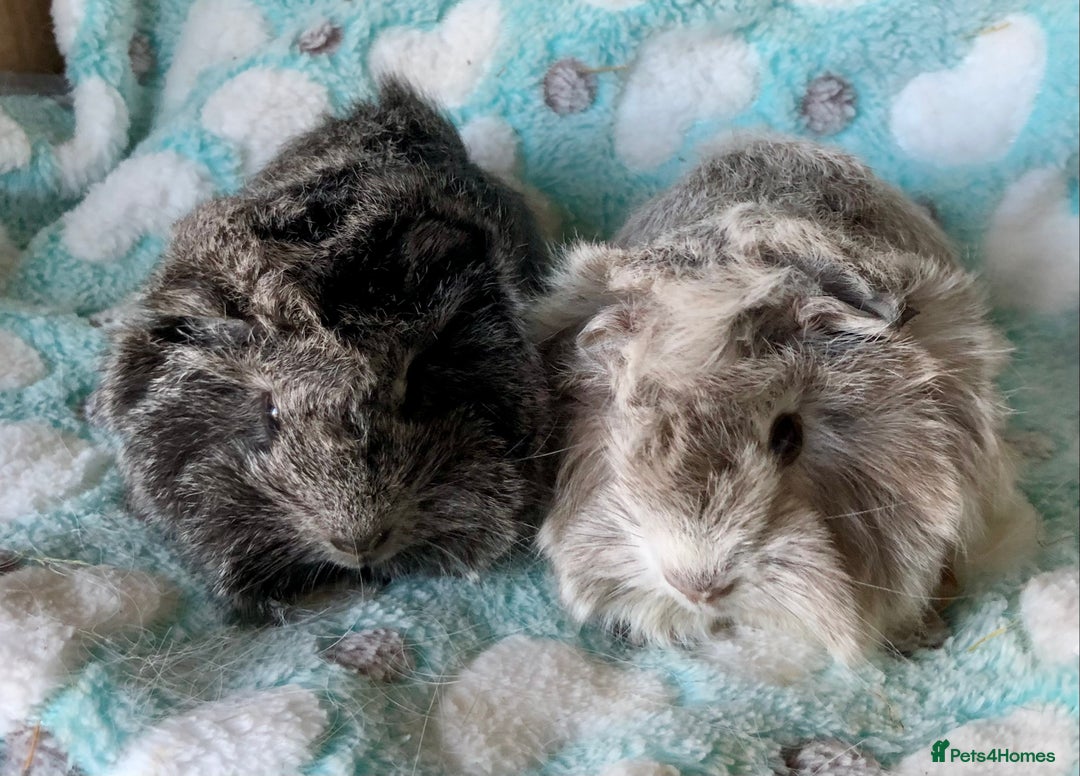 Guinea Pig rodents for sale: Beautiful baby Longhaired Peruvian boys  - Advert 3