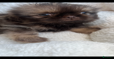 Shih Tzu dogs - Advert 7