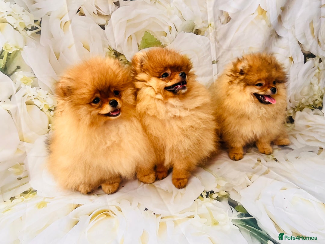 Pomeranian dogs for sale: 💗Last girl left! Royal Orange Pomeranian Pedigree - Image 23