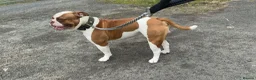 American Bulldog dogs for stud: American Bulldog Import For Stud in Ashington - Advert 2