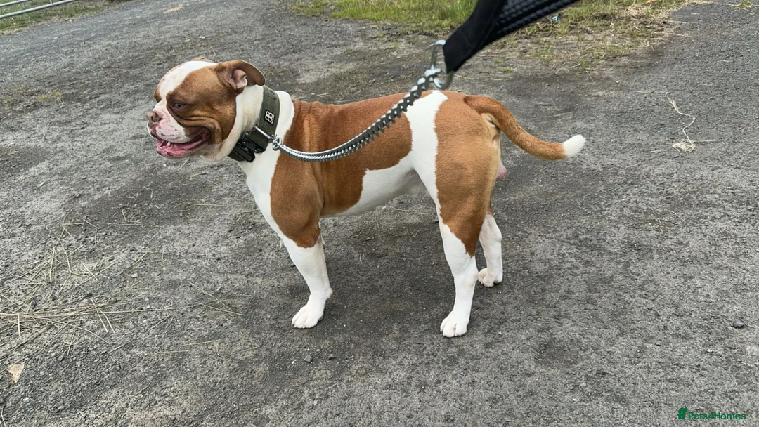 American Bulldog dogs for stud: American Bulldog Import For Stud in Ashington - Advert 2