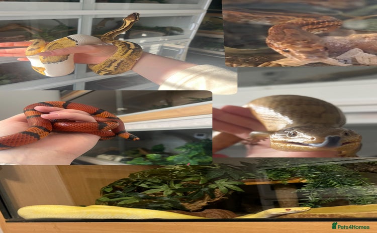 Mixed Breed reptiles - Advert 1