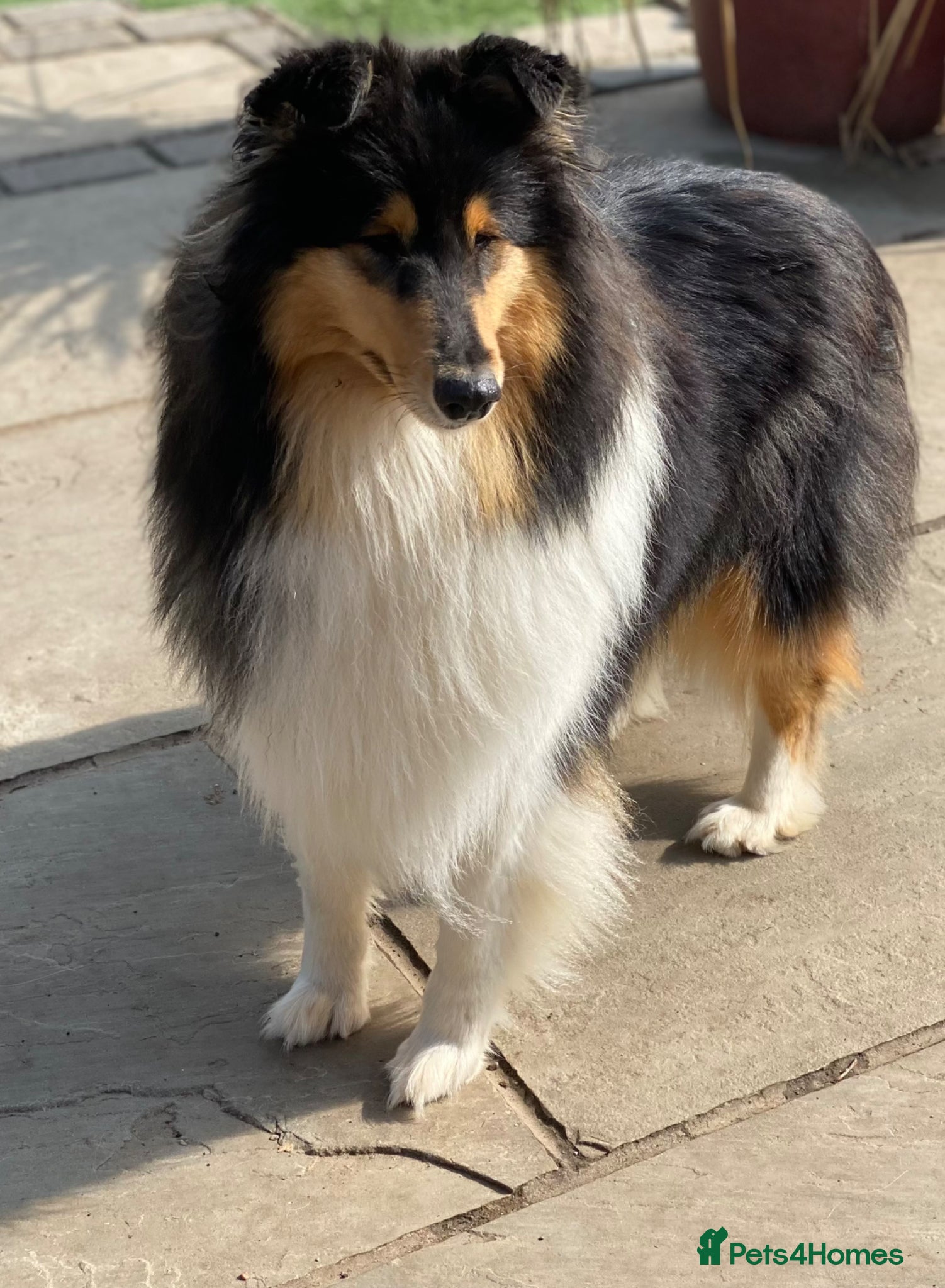Rough Collie dogs **Rough Collie Puppies - Litter Due in 7 Days ** - Advert 7