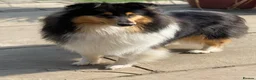 Rough Collie dogs for sale: **Rough Collie Puppies - Litter Due in 7 Days ** - Advert 1