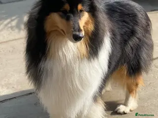 Rough Collie dogs **Rough Collie Puppies - Litter Due in 7 Days ** - Advert 7