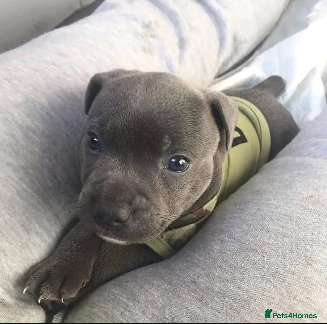 Staffordshire Bull Terrier dogs for sale: 1st Class 100%Staffy puppies Kc Reg - Advert 7