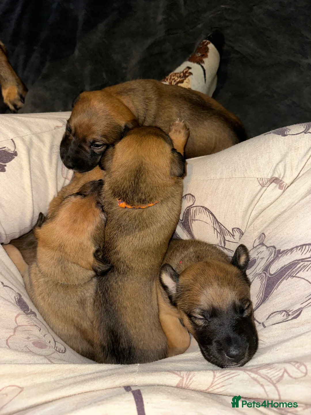 Mixed Breed dogs for sale: Australian Kelpie X Whippet Puppies - Advert 9