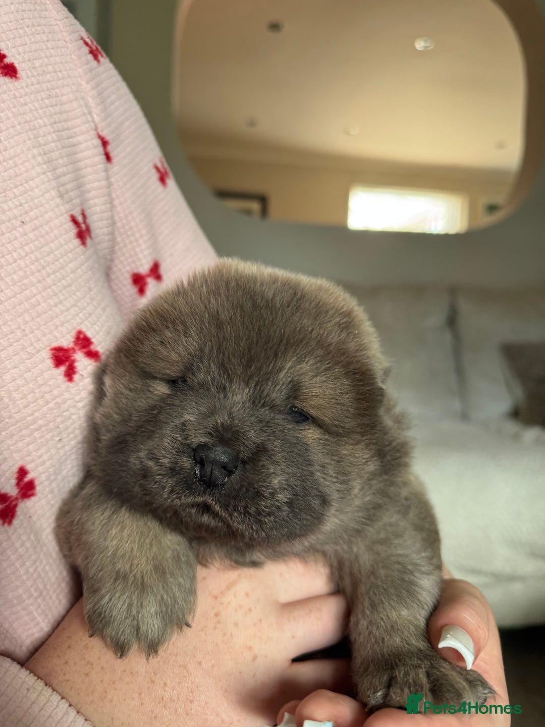Chow Chow dogs for sale: Show Quality Chows  - Image 6