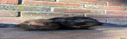 Guinea Pig rodents for sale: Handsome boars  - Advert 2