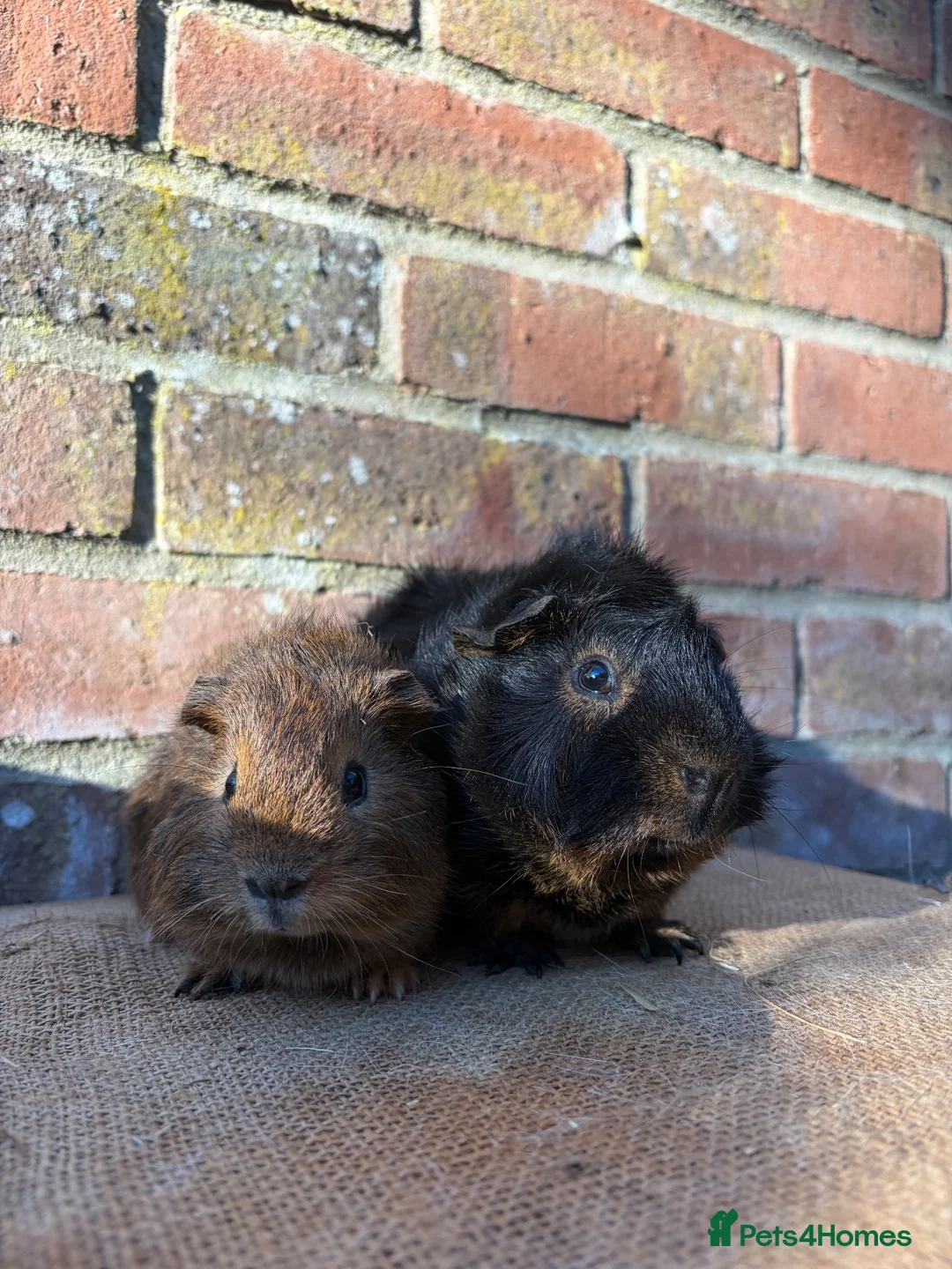 Guinea Pig rodents for sale: Handsome boars  - Advert 2