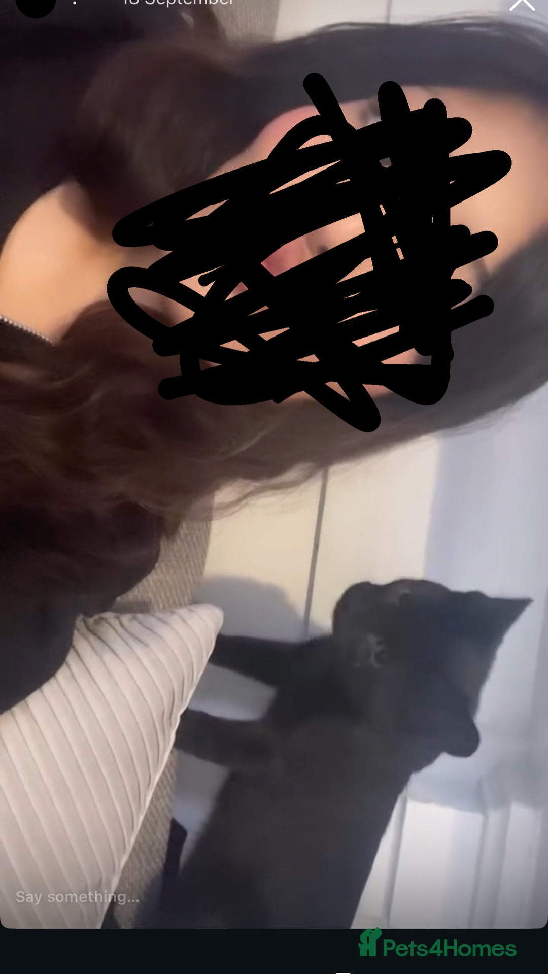 British Shorthair cats for sale: Kleo for sale - Advert 6