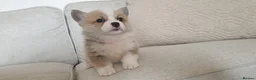Welsh Corgi Pembroke dogs for sale: 8 Beautiful Kc Welsh Corgi puppies ready soon... - Advert 26